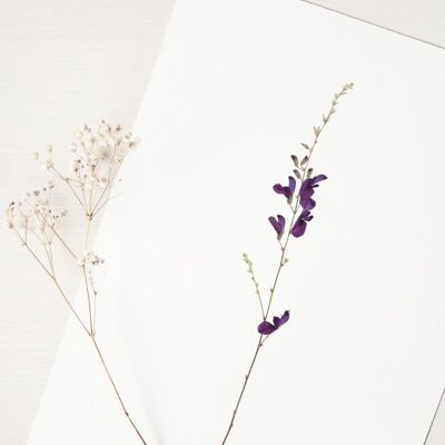 Herbarium Sage (flower) • A4 size • to frame