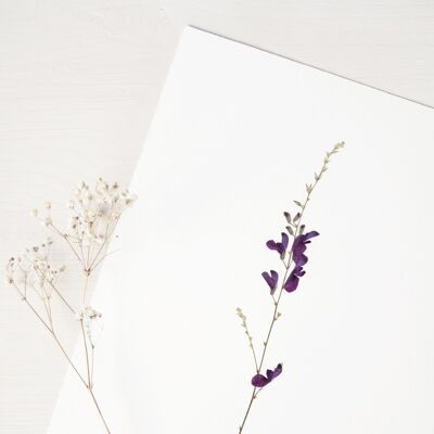 Erbario Salvia (fiore) • Formato A4 • da incorniciare
