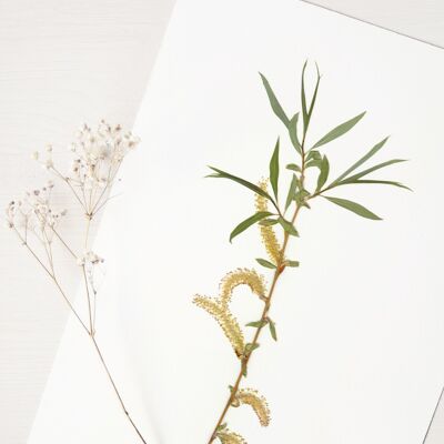 Herbarium Weeping willow (branch) • A4 format • to frame