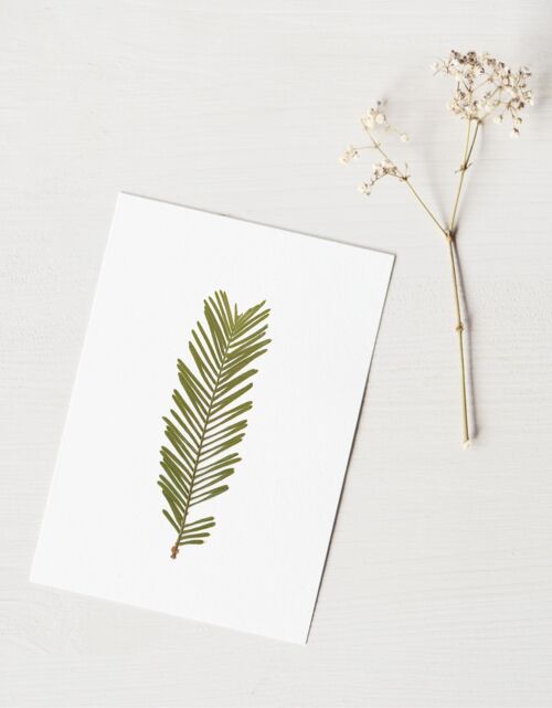 Herbier Metasequoia (feuille) • format A6 • à encadrer