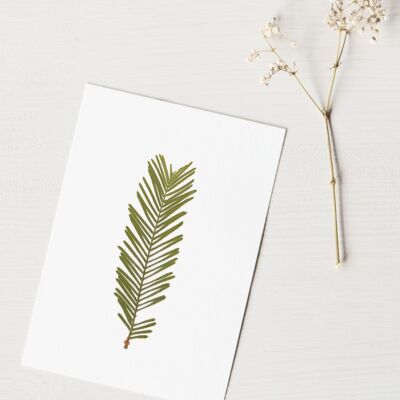 Herbier Metasequoia (feuille) • format A6 • à encadrer