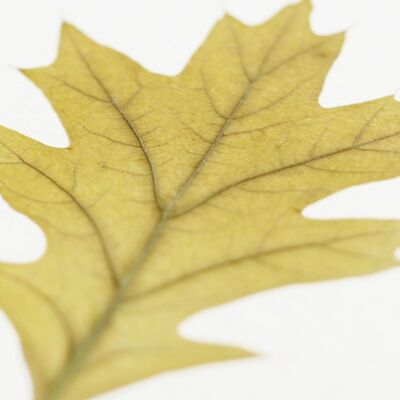 Erbario di quercia palustre - primavera (foglio) • formato A6 • da incorniciare
