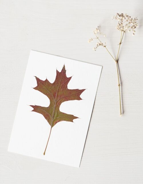 Herbier Chêne des marais - automne (feuille) • format A6 • à encadrer