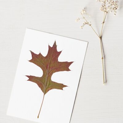 Erbario di quercia palustre - autunno (foglio) • Formato A6 • da incorniciare