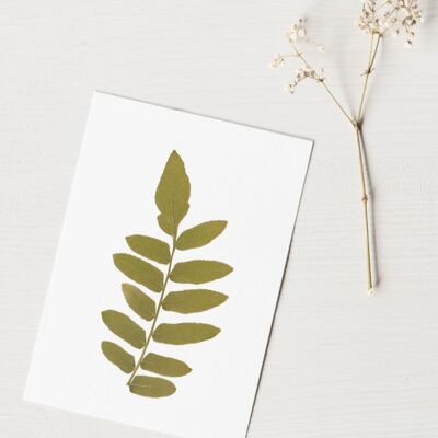 Royal Fern Herbarium (sheet) • A6 size • to be framed