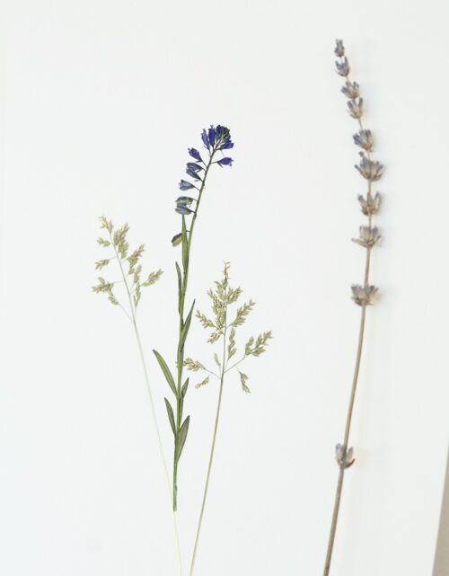 Herbier Bouquet printemps (plantes variées) • format A4 • à encadrer