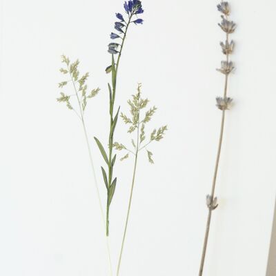 Herbario Bouquet Printemps (varias plantas) • formato A4 • para enmarcar