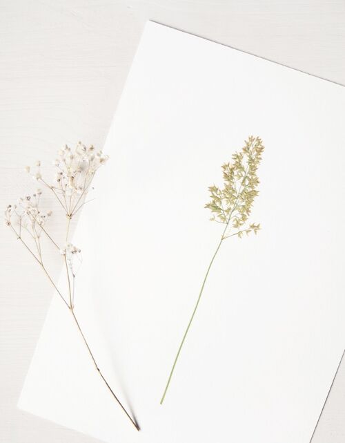 Herbier Graminée calamagrostis (fleur) • format A4 • à encadrer