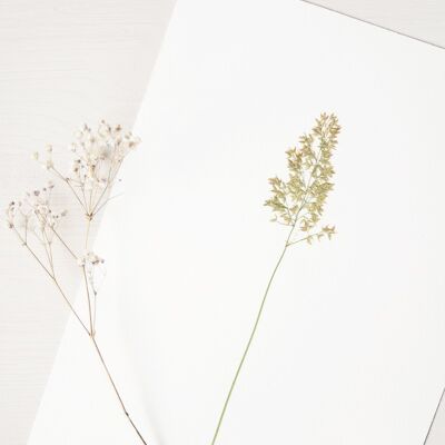 Calamagrostis-Gras-Herbarium (Blume) • A4-Format • zum Einrahmen