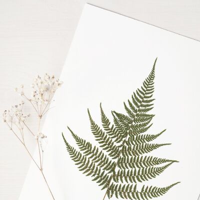Herbarium Farnadler (Blatt) • A4-Format • zum Einrahmen