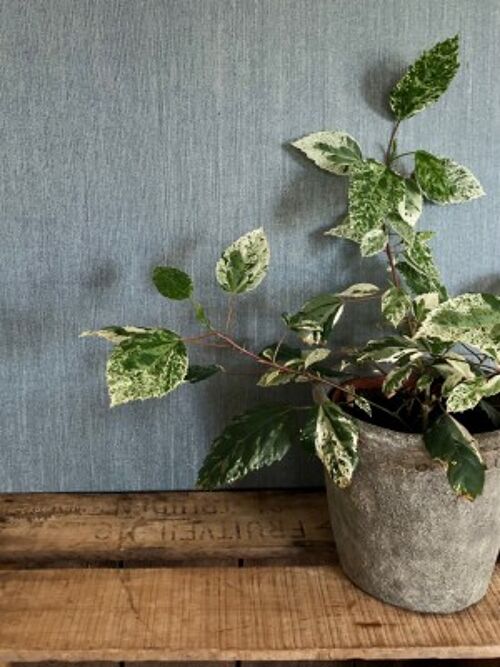 Linen Wallcovering, Plain, Petrol