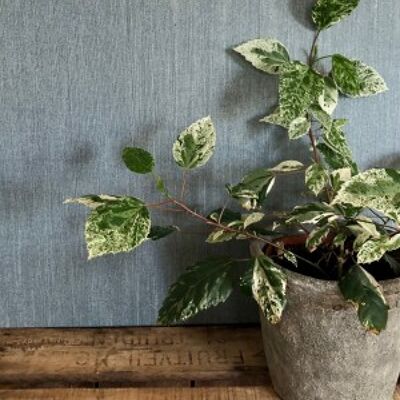 Linen Wallcovering, Plain, Petrol