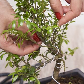 CULTIVEA - Set of 3 bonsai essential tools - Steel tool - bonsai and plant maintenance - Round scissors - Aluminum wire 3