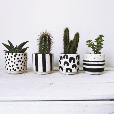 Set de 4 Ashawali con plantas