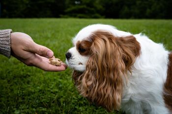 Boîte de biscuits pour chiens au beurre de cacahuète BrewBix de 100 g - 100 g 3