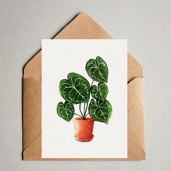 Impression carte postale A6, Anthurium Clarinervium, Plantlover, Plante d'intérieur, Feuilles tropicales, Illustration botanique, Jungle urbaine