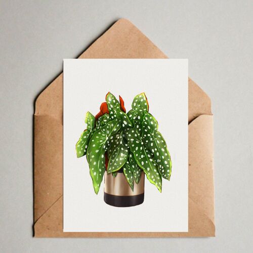 Postkarte A6. Print, Illustration Pflanze, Topfpflanze, Zimmerpflanze, Urban Jungle, Begonia Maculata