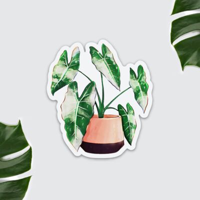 Fridge magnet - Alocasia Frydek, plant, potted plant, decoration kitchen, urban jungle, plantlover, plantlady