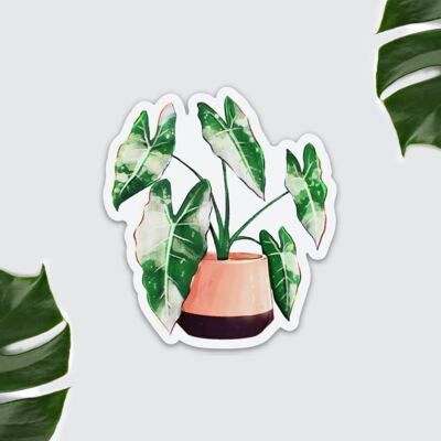 Imán de nevera - Alocasia Frydek, planta, planta en maceta, decoración cocina, jungla urbana, amante de las plantas, dama de las plantas