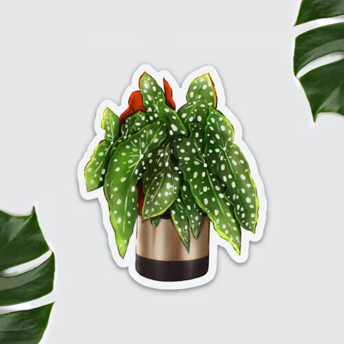 Kühlschrankmagnet  Pflanze - Begonia maculata, Plantlover, Dekoration Küche, Plantlady, Plantdad