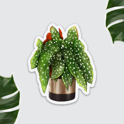 Imán de nevera Planta - Begonia maculata, Plantlover, Decoración Cocina, Plantlady, Plantdad