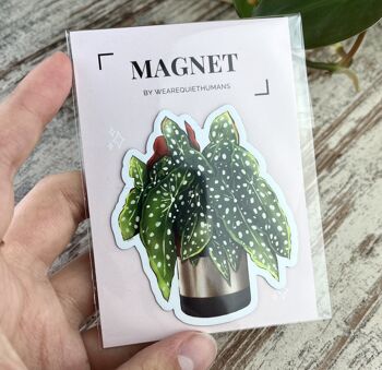 Plante aimantée pour réfrigérateur - Begonia maculata, Plantlover, Décoration Cuisine, Plantlady, Plantdad 3