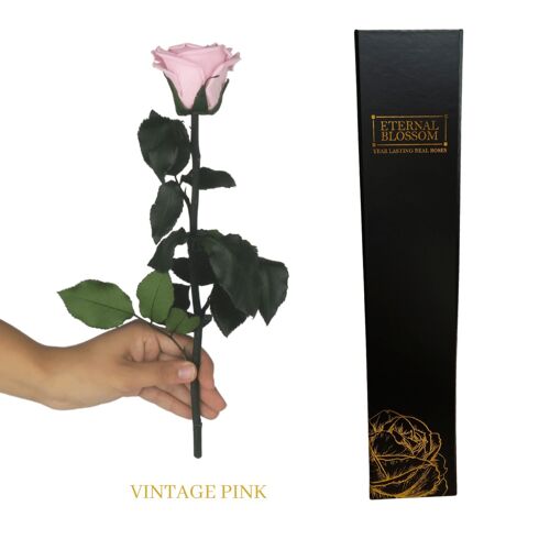 Individual Long Stem Rose - Vintage Pink