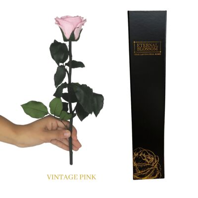 Individuelle langstielige Rose - Vintage Pink