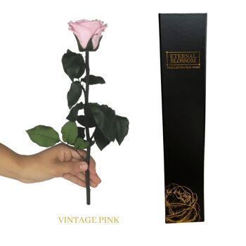 Rose à Longue Tige Individuelle - Rose Vintage 1