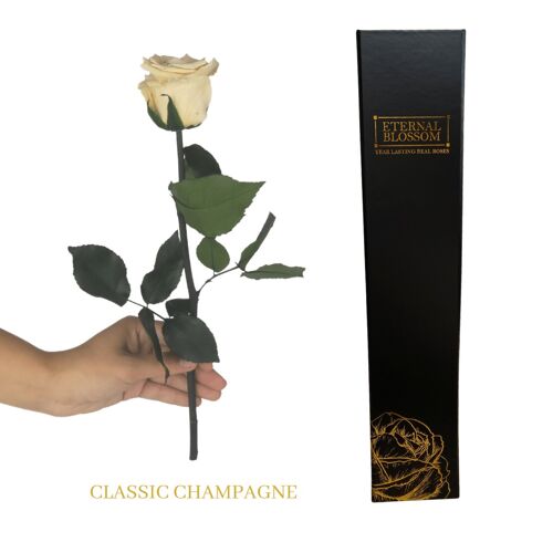 Individual Long Stem Rose - Classic Champagne