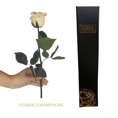 Rosa Individual Tallo Largo - Champaña Clásica