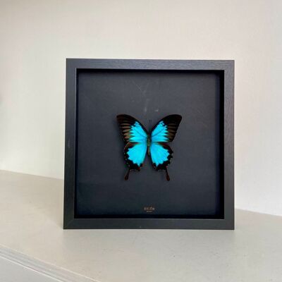 Frame RÍO butterfly Ulysses / black background