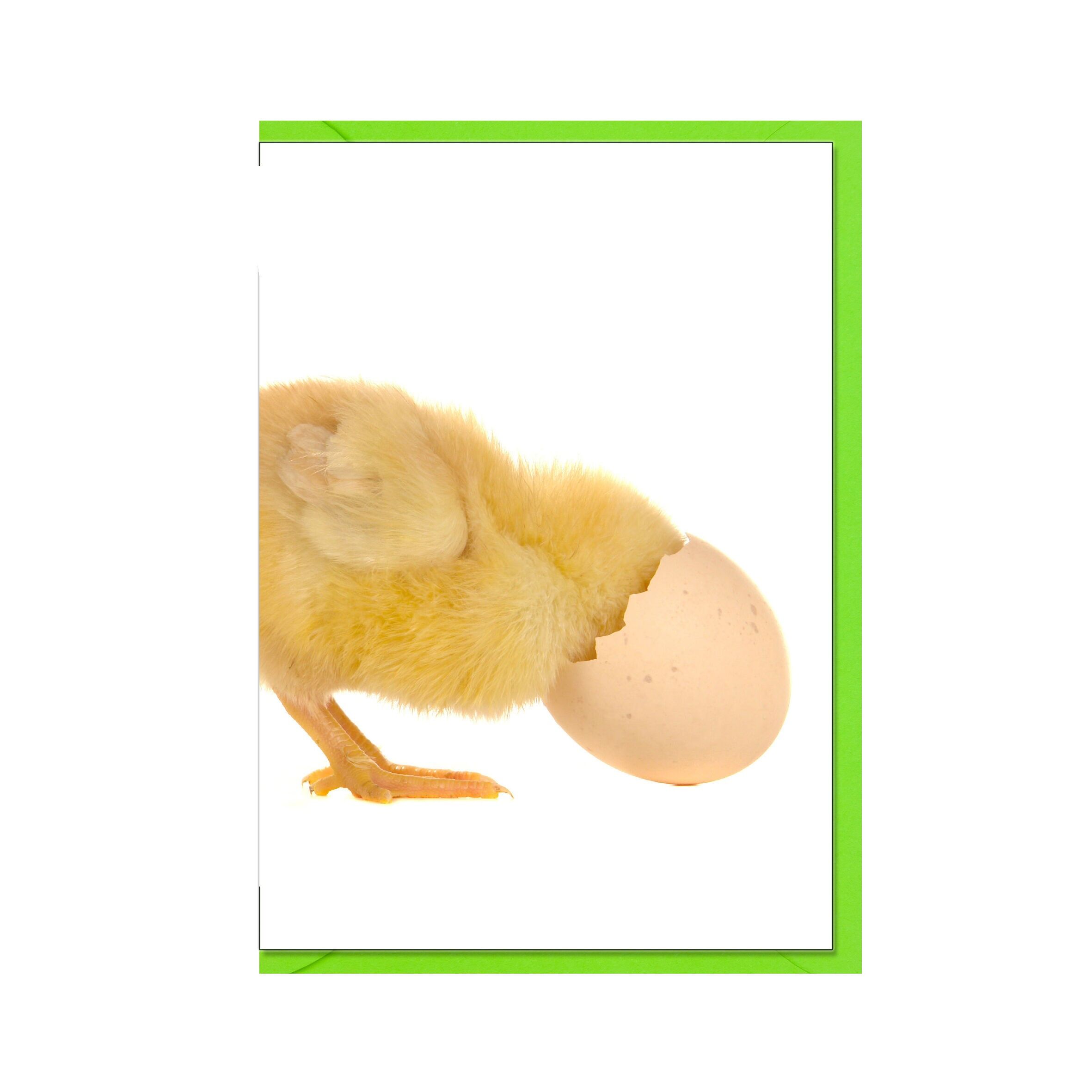 Verticale in cartoncino piegato, POLLO CON TESTA IN GUSCIO