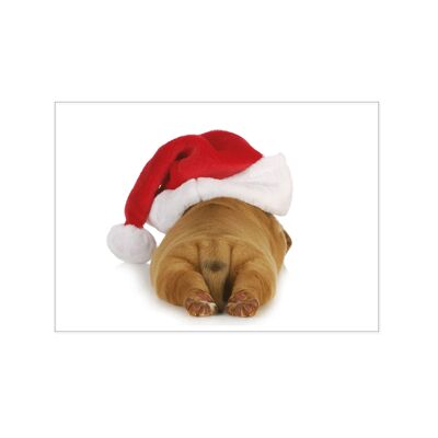 Paysage de carte postale, CHIEN DE NOËL DERRIÈRE