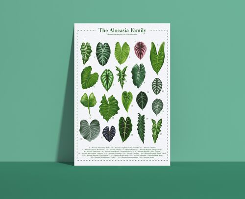 Plantspecies Poster "Alocasia" DIN A4