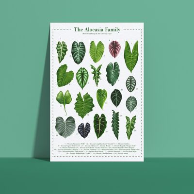 Poster di specie vegetali "Alocasia" DIN A4