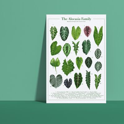 Poster di specie vegetali "Alocasia" DIN A4