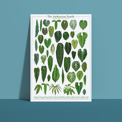 Affiche espèces végétales "Anthurium" DIN A4
