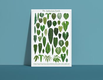 Affiche espèces végétales "Anthurium" DIN A4