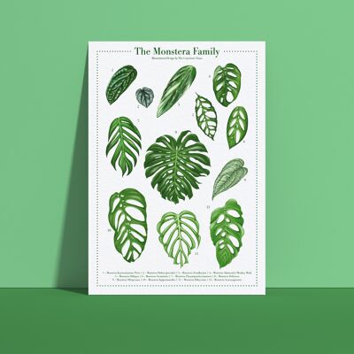 Affiche d'espèces végétales "Monstera" DIN A4