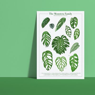 Affiche d'espèces végétales "Monstera" DIN A4