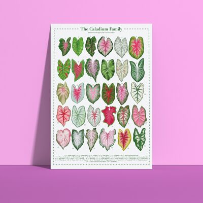 Affiche espèces végétales "Caladium" DIN A4