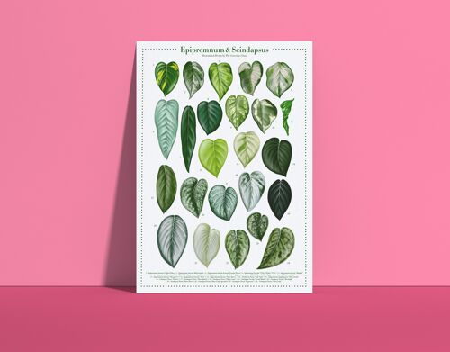 Plantspecies Poster "Epipremnum und Scindapsus" DIN A4
