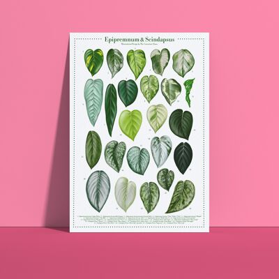 Plantspecies Poster "Epipremnum und Scindapsus" DIN A4