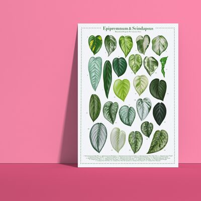 Plant species poster "Epipremnum and Scindapsus" DIN A4