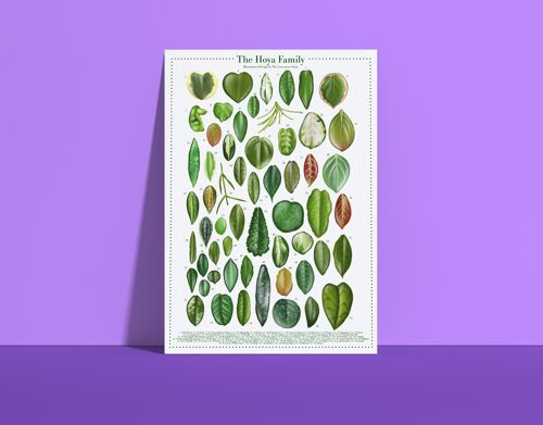 Plantspecies Poster "Hoya" DIN A4