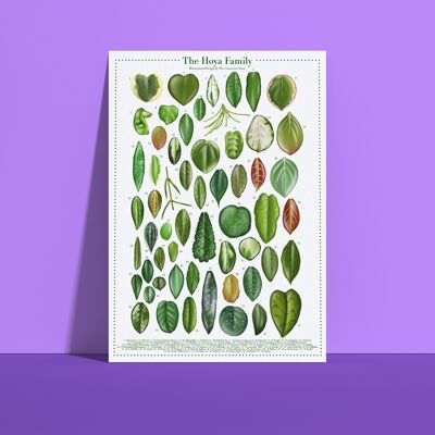 Póster Especies Vegetales "Hoya" DIN A4