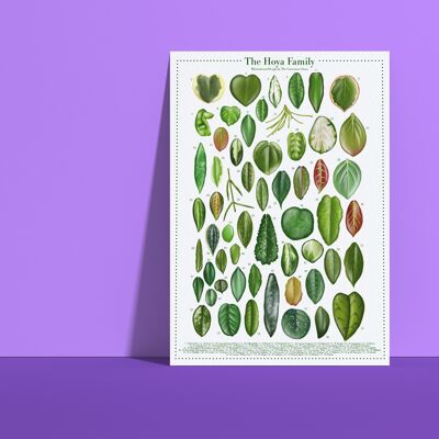 Plant Species Poster "Hoya" DIN A4