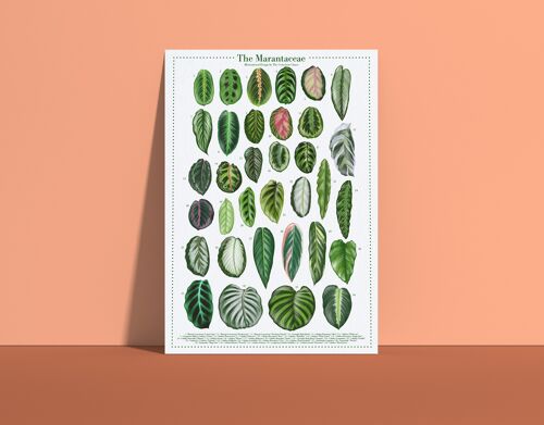 Plantspecies Poster "Marantaceae" DIN A4