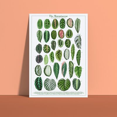 Plantspecies Poster "Marantaceae" DIN A4